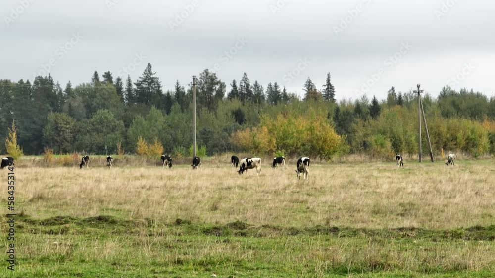 Drone shot over a herd of cows grazing in the meadow field with wood trees in the summer Drone shot over a herd of cows grazing in the meadow field with wood trees in the summer