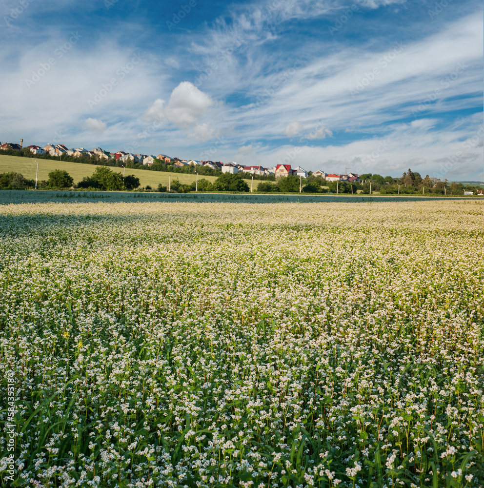 The flowering buckwheat field, beautiful landscape and village on the horizon