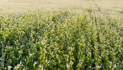 blooming buckwheat field, agrarian illustration of flowering period