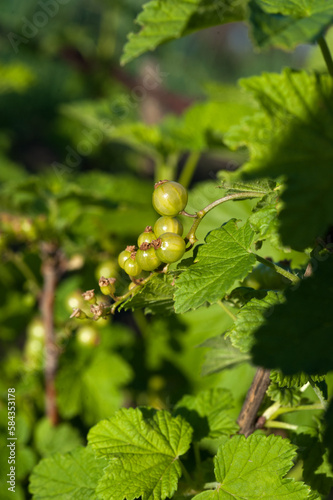 currant green berries illuminated by the sun