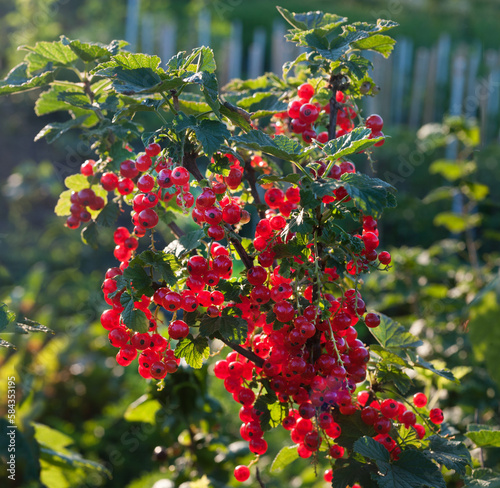 Harvest of red currants. Summer berries. Red currant berries hang on the bush...