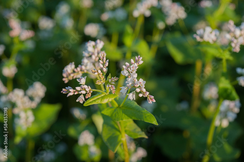 Buckwheat field, inflorescence close-up. Buckwheat blossoms on a field in a l...
