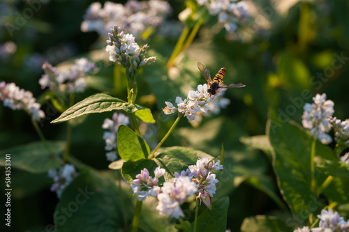 insect collecting nectar on buckwheat field