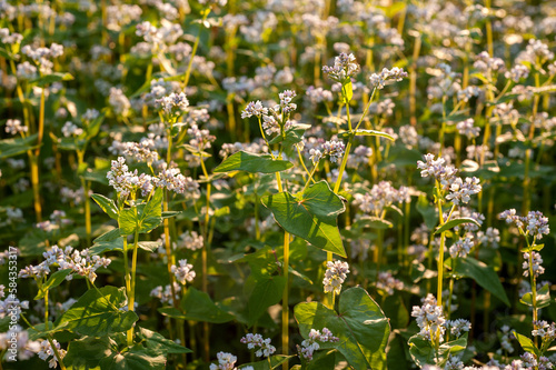 Buckwheat flower, branches close-up, backlight of the sun's rays