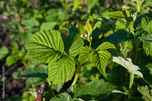 Raspberry leaves in spring. Growing garden raspberries