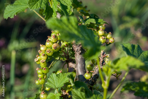 Green berries on a green background in a summer day macro photography. Green ...