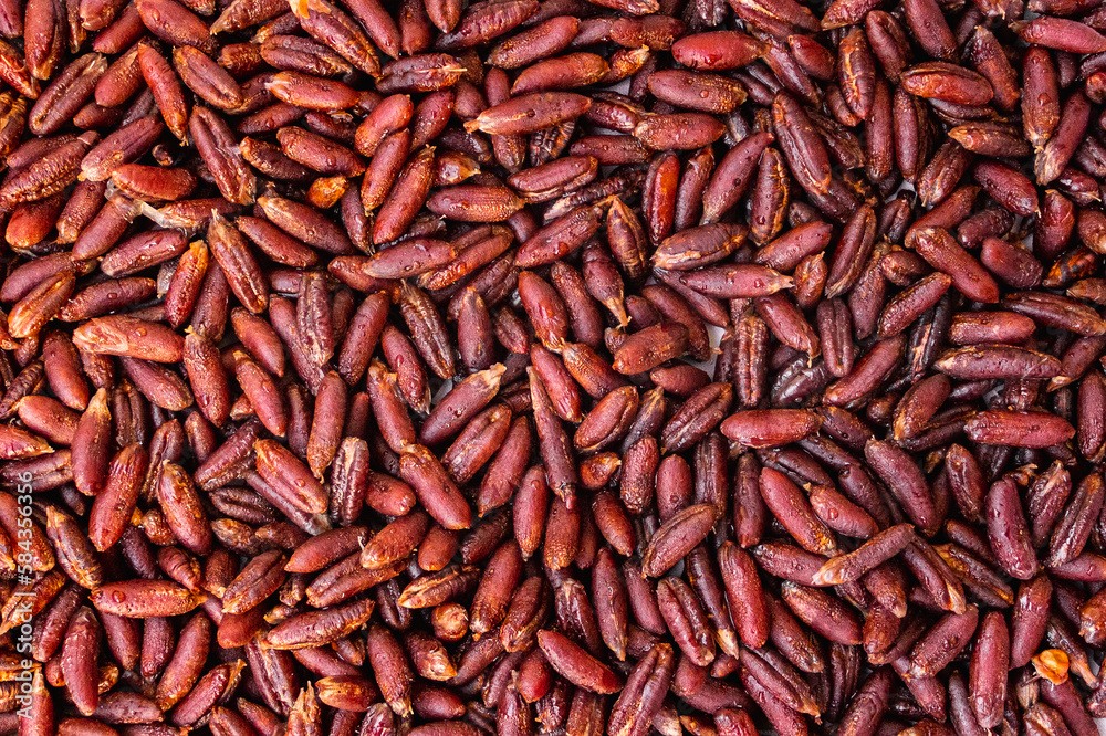 Date seeds are a by-product of discarding date pits. Stone with a hard shell, oblong and with a ventral groove, with a small embryo. Grain for a drink. Date seeds are a by-product of discarding date pits. Stone with a hard shell, oblong and with a ventral groove, with a small embryo. Grain for a drink.