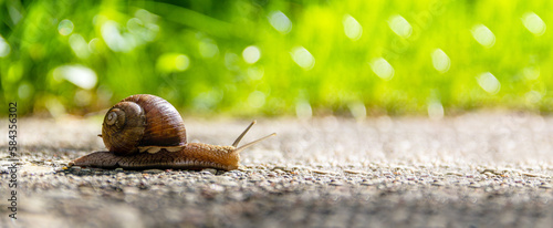 The snail crawls along the road. Reach a certain speed. Selective focus.