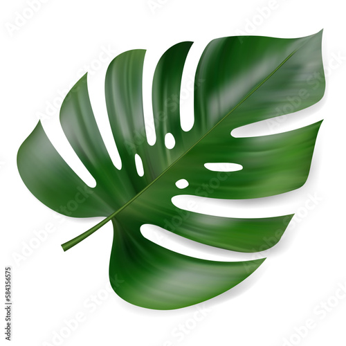 Monstera Deliciosa plant leaf from tropical forests isolated on white background