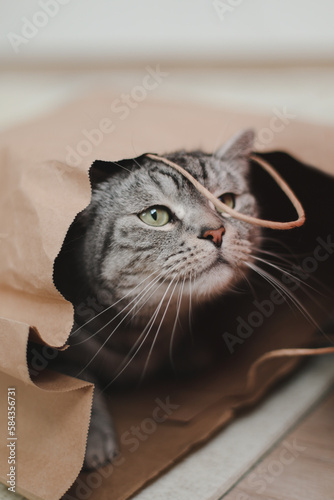 A gray funny tabby cat plays with a brown paper bag. Funny pets playing at home. concept of delivery, packaging, shopping.Tabby cat looks out from a craft paper bag.