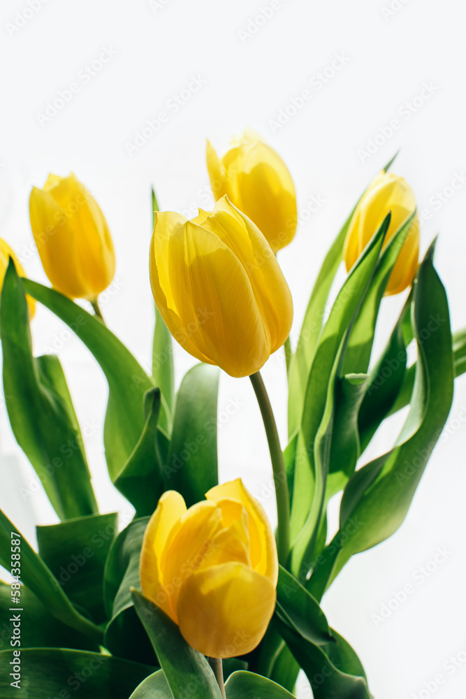 Bouquet of yellow tulip flowers on a white background with copyspace. Bouquet of yellow tulip flowers on a white background with copyspace.