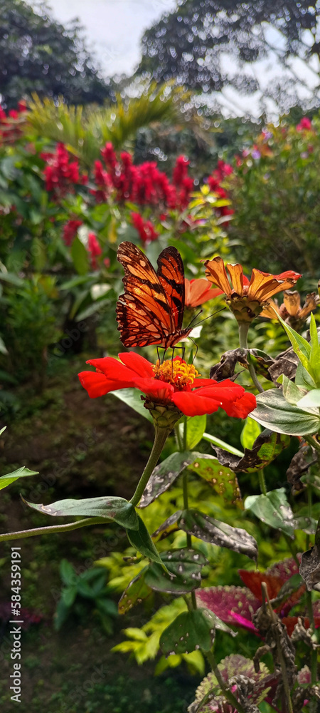 mariposa en jardín  