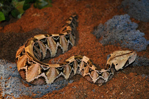 Gaboon viper (Bitis gabonica) portrait  photo