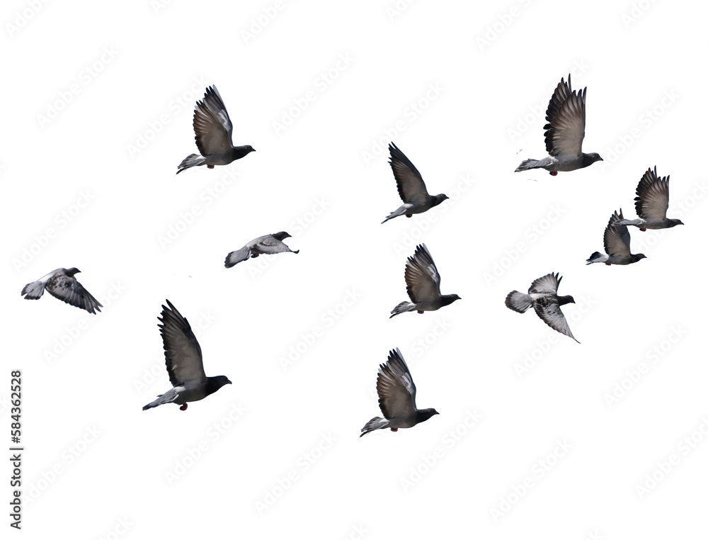 flying birds formation of pigeons many  isolated for backgound - obrazy, fototapety, plakaty 
