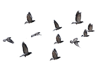 flying birds formation of pigeons many  isolated for backgound