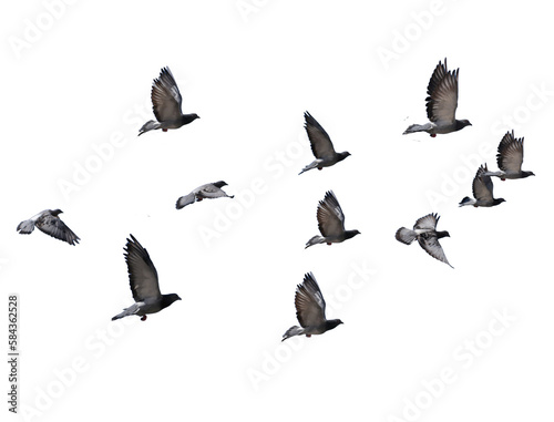 Fotografia flying birds formation of pigeons many  isolated for backgound