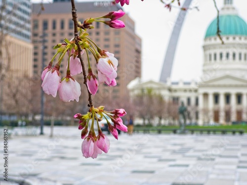 Trees flower in early spring in downtown St. Louis, MO.