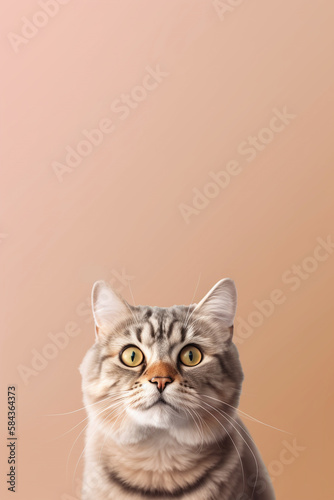 Portrait of serious cinnamon american bobtail catt looking at camera on pink background with copy space. Generative AI