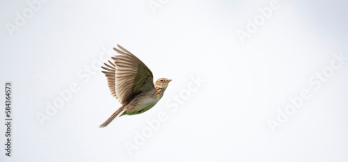 The Eurasian skylark Alauda arvensis in flight. photo