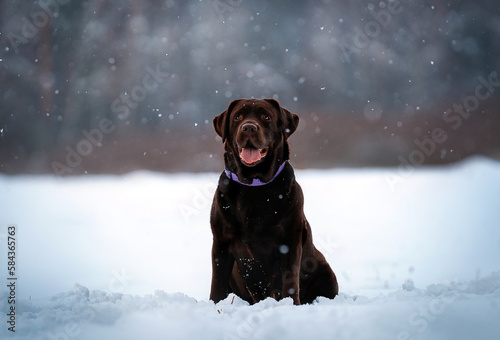 Chocolate labrador retriever sitting in a snow while its snowing