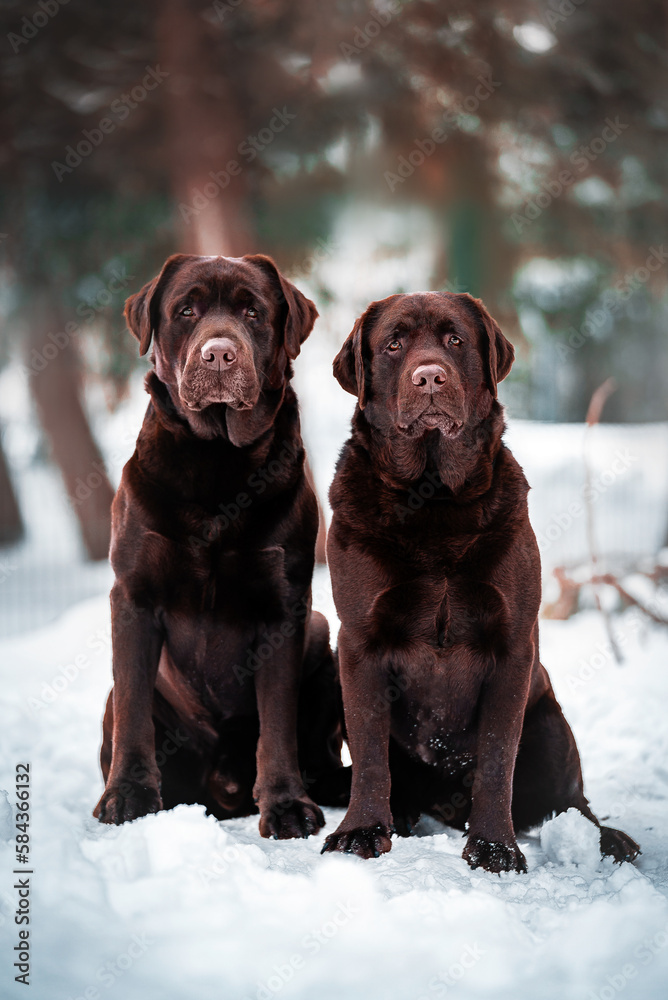 Two chocolate Labrador retriever males sitting in snow and looking into camera Two chocolate Labrador retriever males sitting in snow and looking into camera