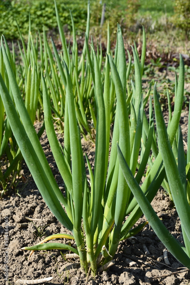 Allium fistulosum is a perennial plant of the daffodil family. Allium fistulosum is a perennial plant of the daffodil family.