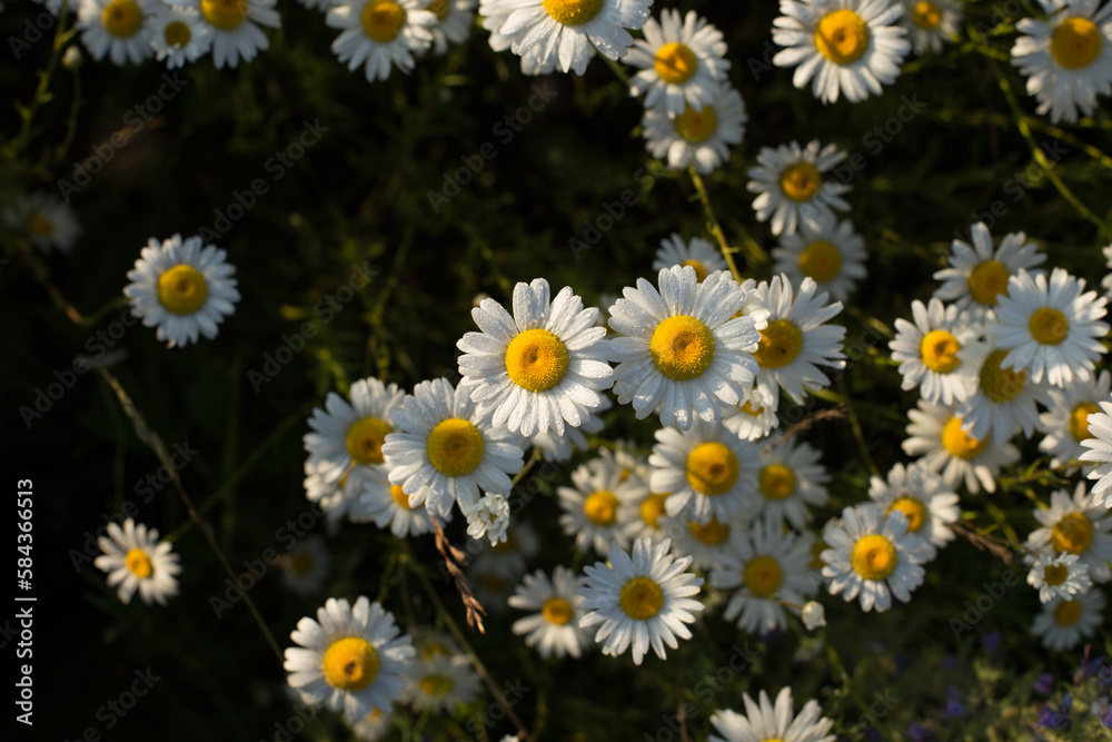 Chamomile is an odorless, very common herbaceous weed Chamomile is an odorless, very common herbaceous weed