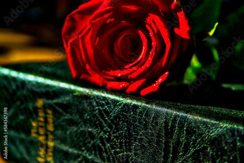 A single red rose lying on top of a leather-bound bible.