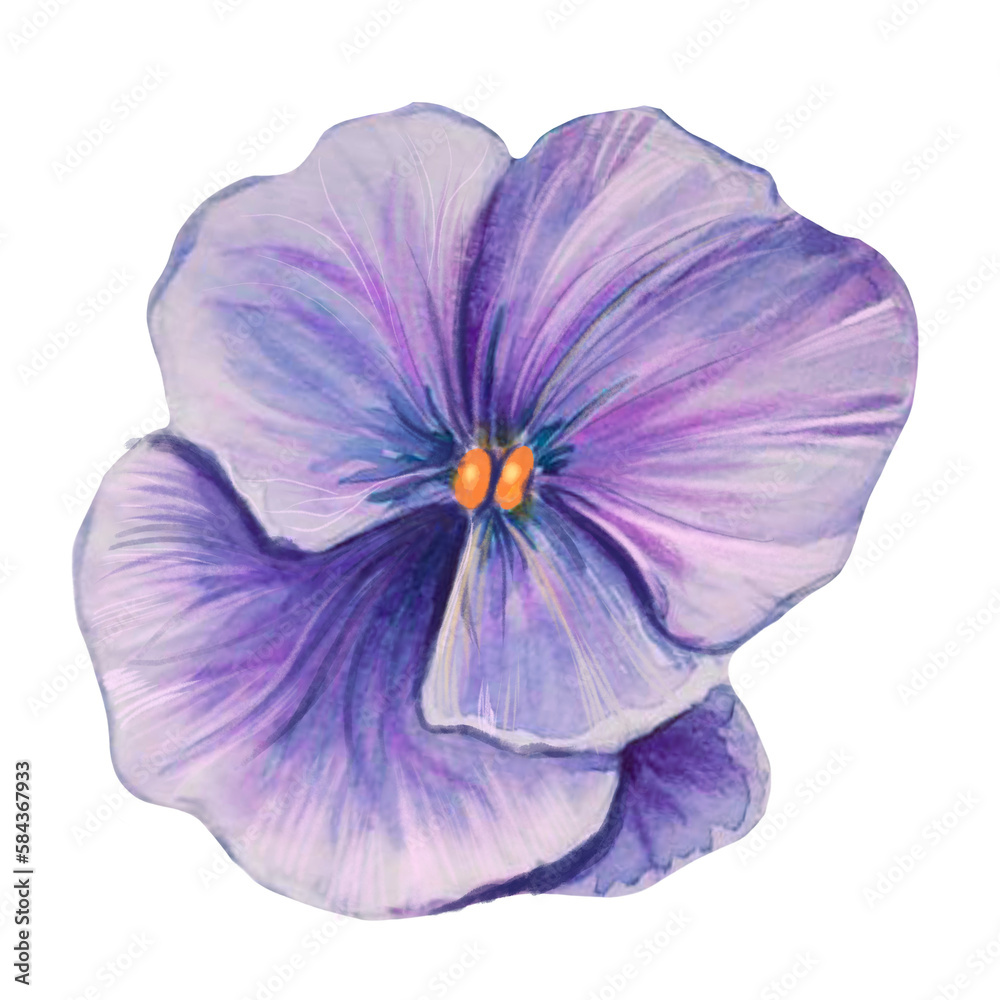 Naklejka premium pansy flower watercolor illustration