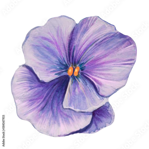 pansy flower watercolor illustration © TanyaArt