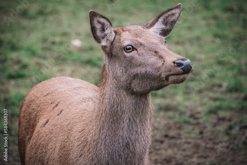 Closeup shot of a brown roe deer in  Bad Mergentheim Parl in Germany © Martina_priel/Wirestock Creators