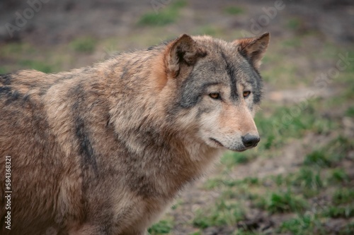 Beautiful shot of a wild fluffy wolf in a wild park in Bad Mergentheim  Germany