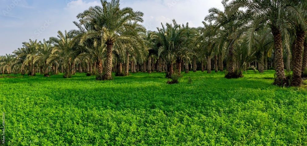 Palm trees in a green landscape Palm trees in a green landscape