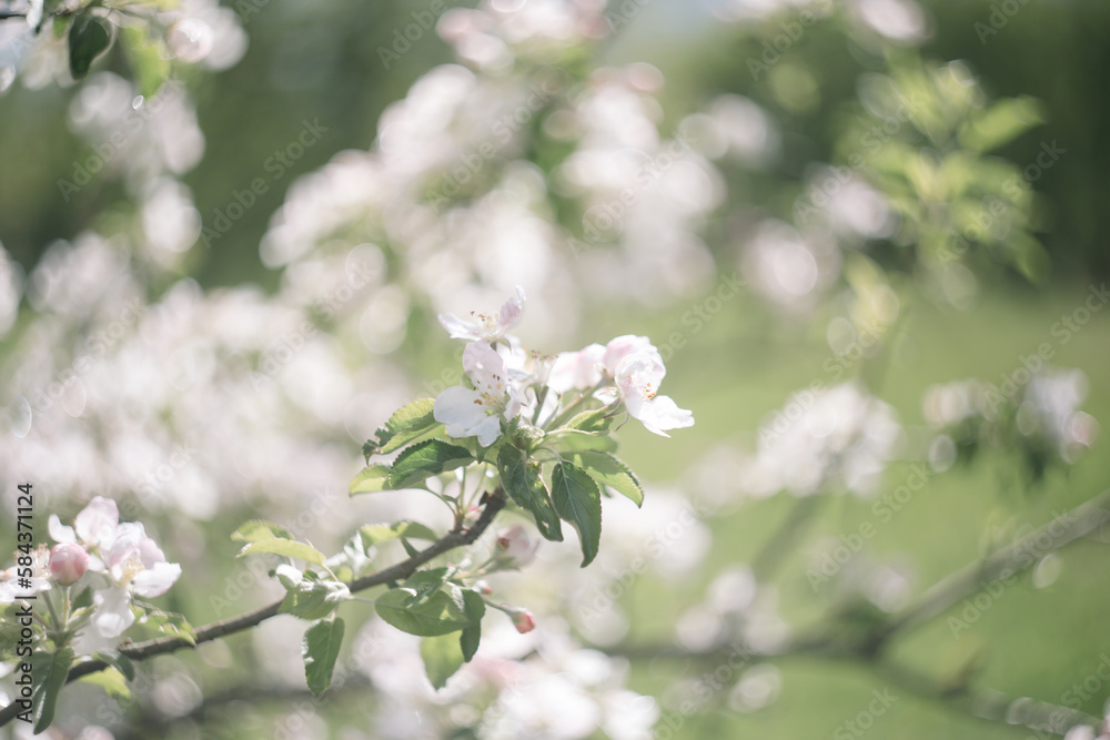 Spring banner, branches of blossoming cherry against background of blue sky on nature outdoors. Dreamy romantic image spring, landscape panorama, copy space. Spring banner, branches of blossoming cherry against background of blue sky on nature outdoors. Dreamy romantic image spring, landscape panorama, copy space.