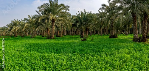 Palm trees in a green landscape