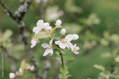 Spring banner  branches of blossoming cherry against background of blue sky on nature outdoors. Dreamy romantic image spring  landscape panorama  copy space.