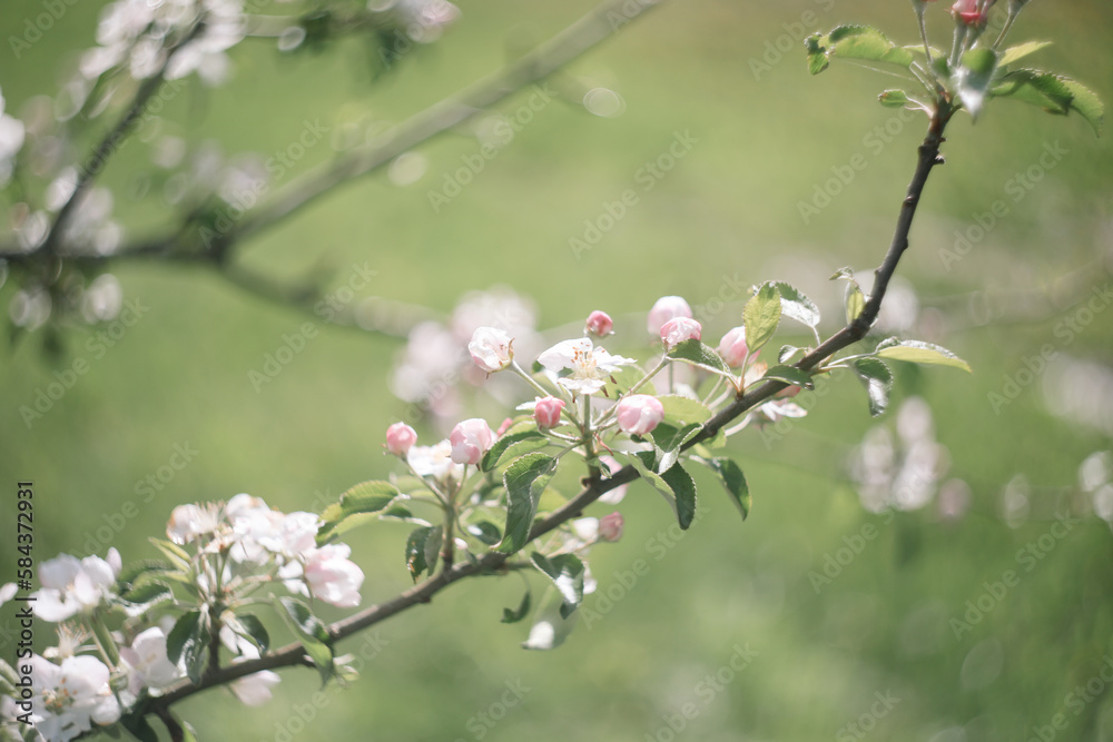 Spring banner, branches of blossoming cherry against background of blue sky on nature outdoors. Dreamy romantic image spring, landscape panorama, copy space. Spring banner, branches of blossoming cherry against background of blue sky on nature outdoors. Dreamy romantic image spring, landscape panorama, copy space.