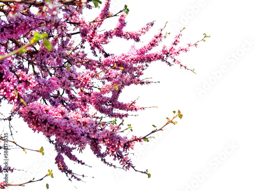 redbuds trees with pink flowers in easter spring season in ioannina city, greece