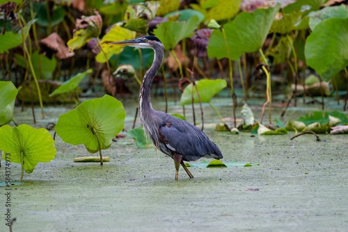 Beautiful blue heron walking in the lake with green leaves in teh background