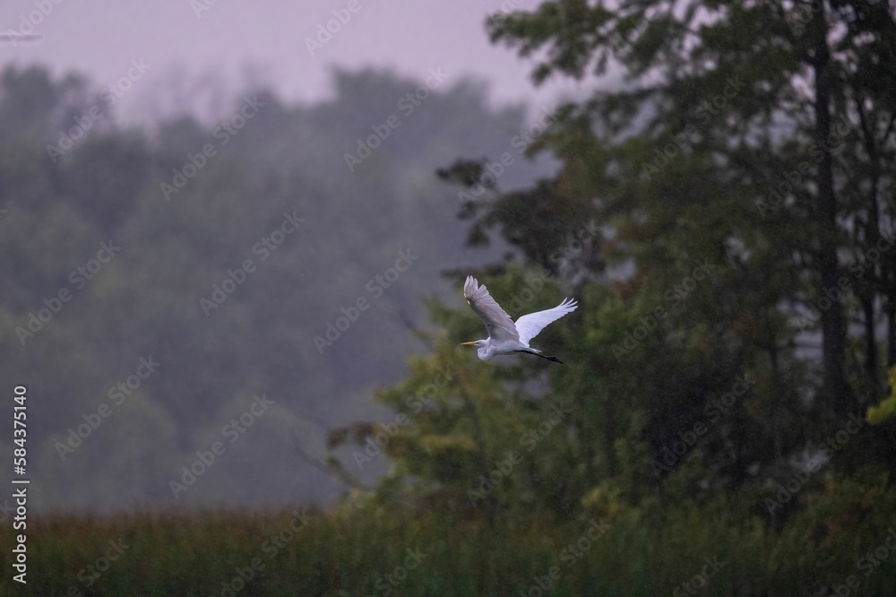 Fototapeta premium Closeup of a great white heron (Ardea alba) during its flight