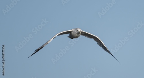 Ring-billed gull (Larus delawarensis) soaring in the blue sky