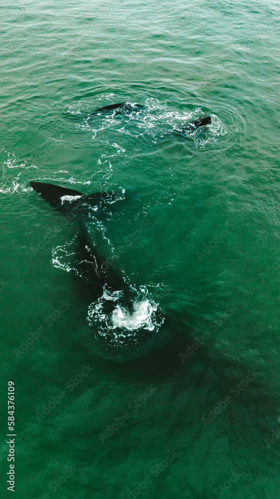 Fototapeta premium Baleia Franca Oceano Atlantico Sul Eubalaena Australis Animal Aquático Água Salgada Mar Vida Marinha Submarina Natureza Peixe Mamífero Sol Verão Conservação Drone Aérea