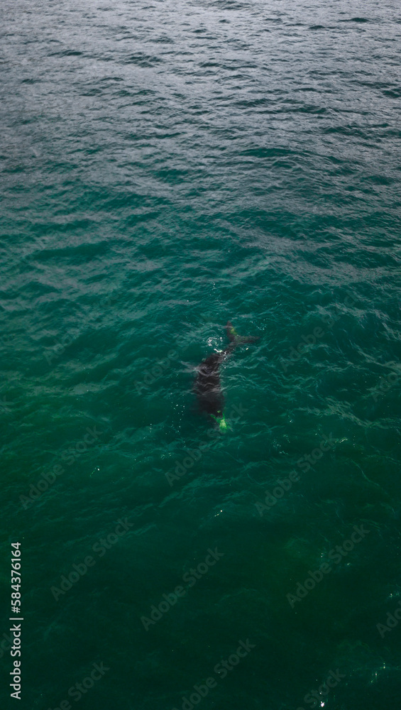 Baleia Franca Oceano Atlantico Sul Eubalaena Australis Animal Aquático Água Salgada Mar Vida Marinha Submarina Natureza Peixe Mamífero Sol Verão Conservação Drone Aérea