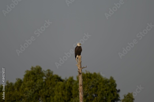 View of a beautiful Bald Eagle sitting on a wood against cloudy sky