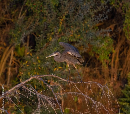 Closeup of a blue heron flying against the autumn forest