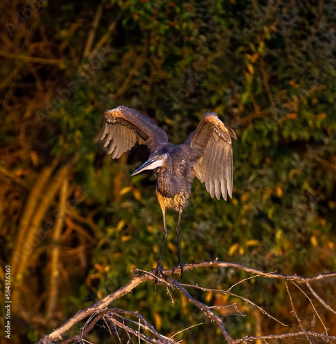 Closeup of a blue heron flying against the autumn forest
