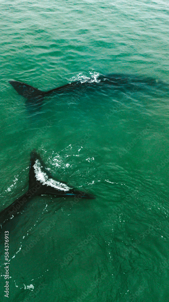 Fototapeta premium Baleia Franca Oceano Atlantico Sul Eubalaena Australis Animal Aquático Água Salgada Mar Vida Marinha Submarina Natureza Peixe Mamífero Sol Verão Conservação Drone Aérea 