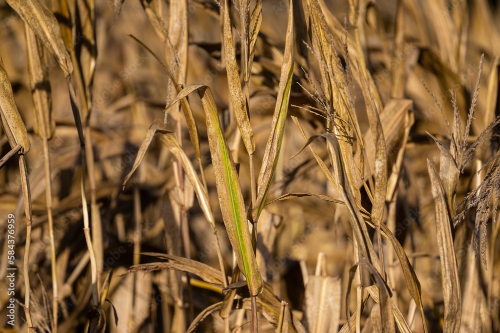 Fototapeta premium Closeup of corn harvest field on a sunny day