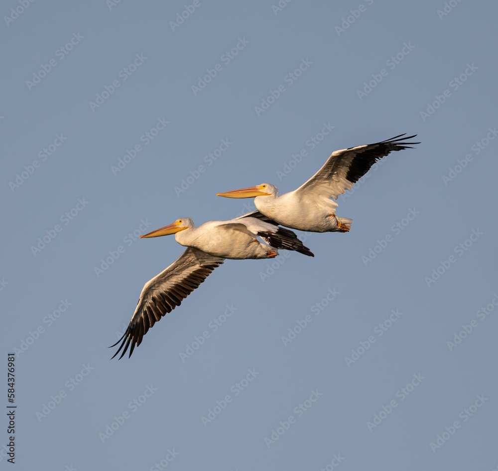 Closeup shot of great pelicans flying in the blue sky Closeup shot of great pelicans flying in the blue sky