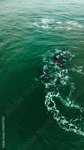 Baleia Franca Oceano Atlantico Sul Eubalaena Australis Animal Aquático Água Salgada Mar Vida Marinha Submarina Natureza Peixe Mamífero Sol Verão Conservação Drone Aérea 